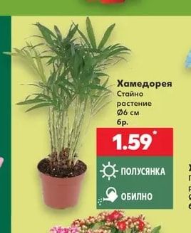Хамедорея