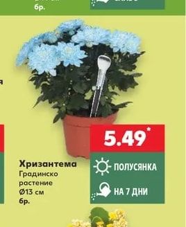 Хризантема