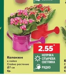 Каланхое