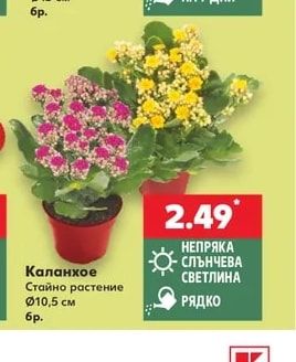 Каланхое