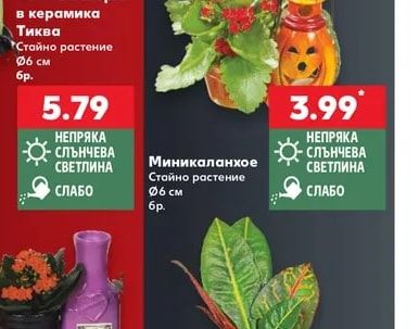 Миникаланхое