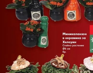 Миникаланхое в керамика за Хелоуин