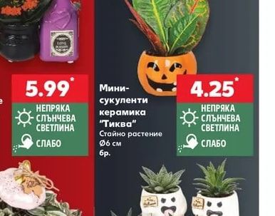 Мини-сукуленти керамика "Тиква"