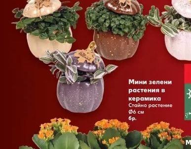 Мини зелени растения в керамика