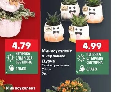 Минисукулент в керамика Духче