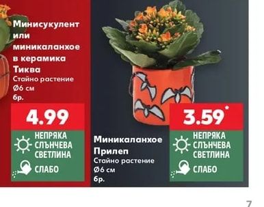 Миникаланхое Прилеп