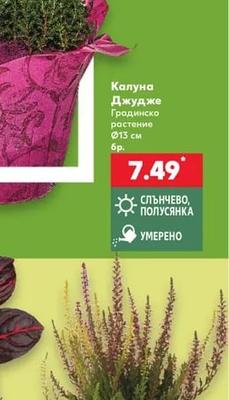 Калуна Джудже