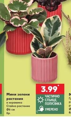 Мини зелени растения