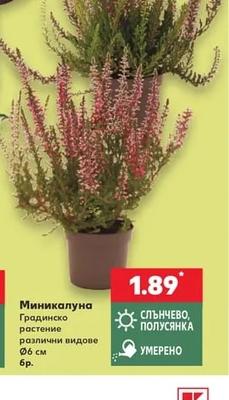 Миникалуна