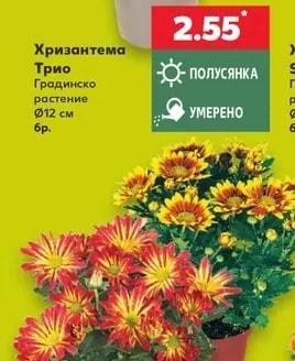 Хризантема Трио