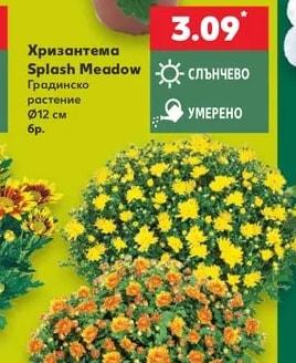 Хризантема Splash Meadow