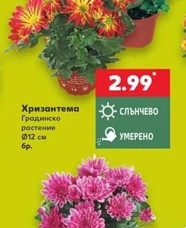 Хризантема