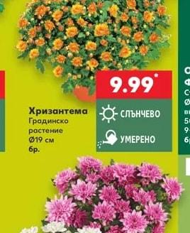 Хризантема