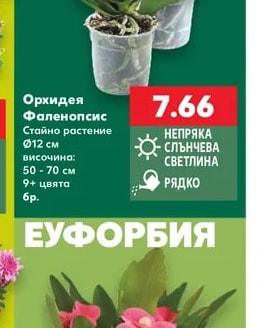 Орхидея Фаленопсис