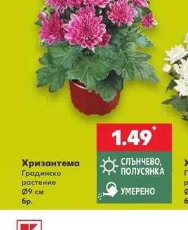 Хризантема