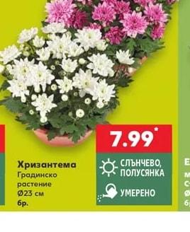 Хризантема