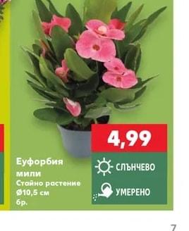 Еуфорбия мили