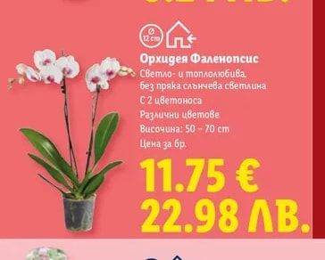 Орхидея Фаленопсис