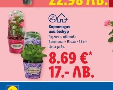 Хортензия или божур