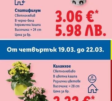 Спатифилум