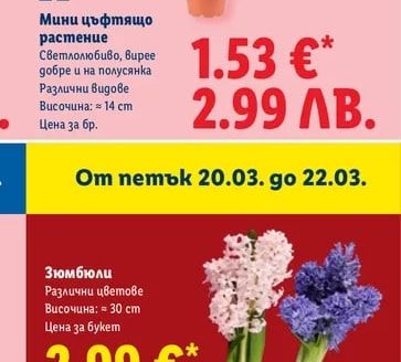 Мини цъфтящо растение