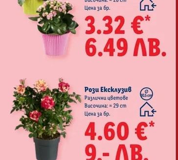 Каланхое