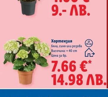Рози Ексклузив