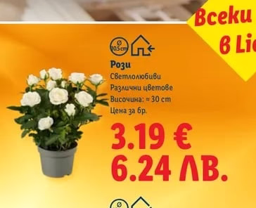 Рози