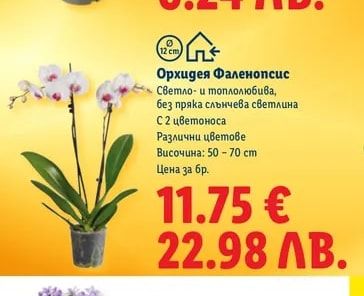Орхидея Фаленопсис