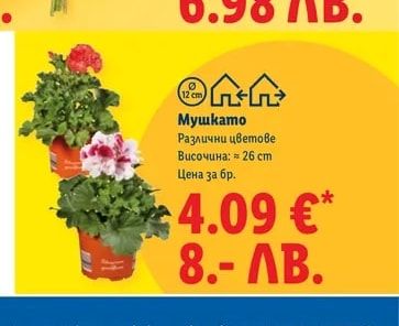 Мушкато
