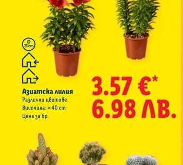 Азиатска лилия