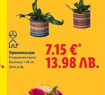 Орнитогалум