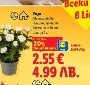 Рози
