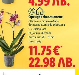 Орхидея Фаленопсис