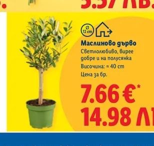 Маслиново дърво