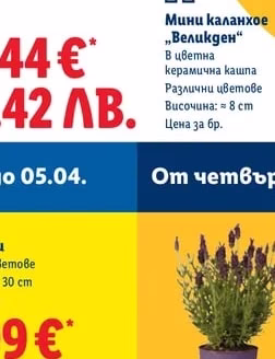 Мини каланхое „Великден"