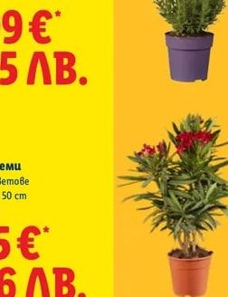 Хризантеми