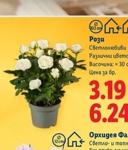 Рози