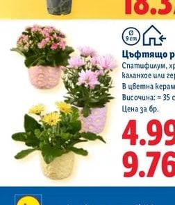 Цъфтящо растение