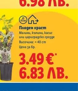 Плоден храст