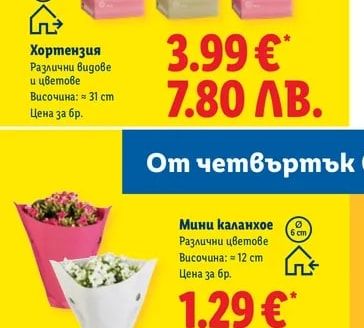 Хортензия