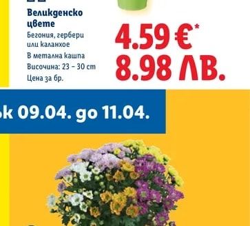 Великденско цвете