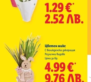 Мини каланхое