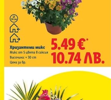 Хризантеми микс