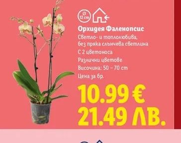Орхидея Фаленопсис