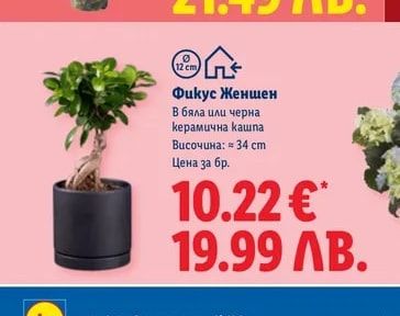 Фикус Женшен