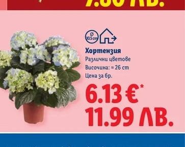Хортензия