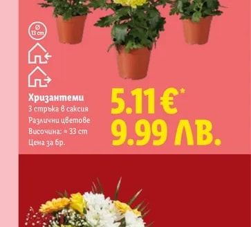 Хризантеми