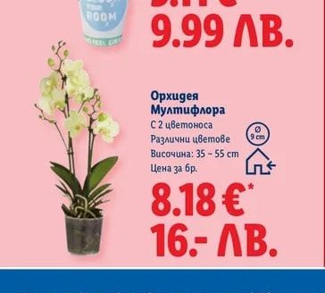 Зелено растение