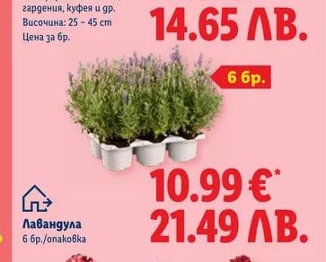 Лавандула